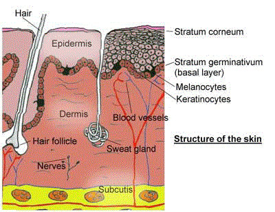 Understanding your skin - skin anatomy